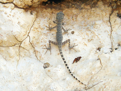 Pristurus celerrimus