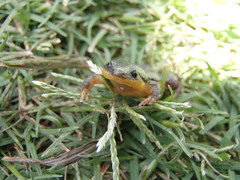 Elachistocleis bicolor