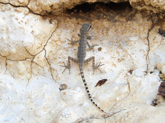 Pristurus celerrimus