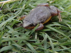 Elachistocleis bicolor