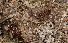 Aphaenogaster longiceps