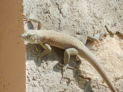 Jayakar Lizard, Omanosaura jayakari