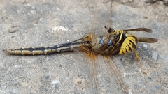 Vespula
