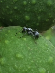 Polyrhachis schlueteri