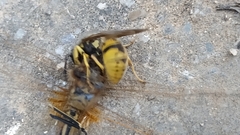 Vespula