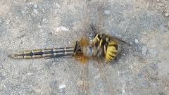 Vespula