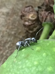 Polyrhachis schlueteri