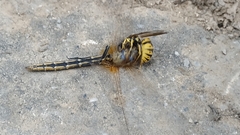 Vespula