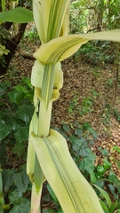 Arundo donax versicolor