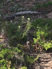 Erysimum franciscanum