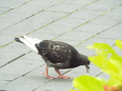 Columba livia domestica