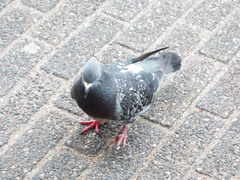 Columba livia domestica
