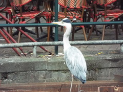Ardea cinerea