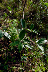 Dasyphyllum tomentosum