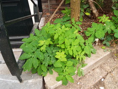 Chelidonium majus