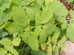 Chelidonium majus