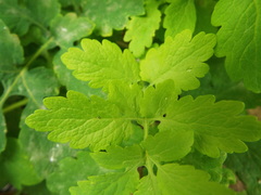 Chelidonium majus