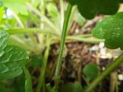 Chelidonium majus