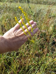 Solidago virgata