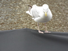 Larus argentatus