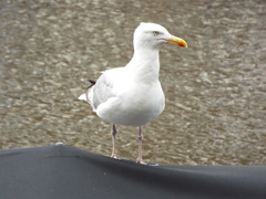 Larus argentatus