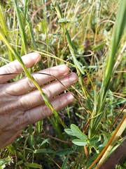 Solidago virgata
