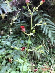 Scrophularia yoshimurae