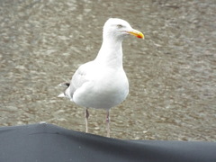 Larus argentatus
