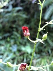 Scrophularia yoshimurae