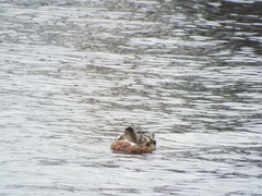 Anas platyrhynchos