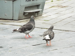 Columba livia domestica