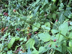 Scrophularia yoshimurae