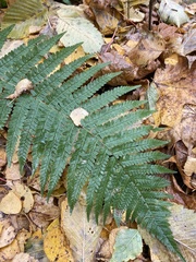 Dryopteris filix-mas