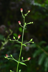 Scrophularia yoshimurae
