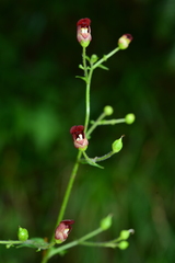 Scrophularia yoshimurae