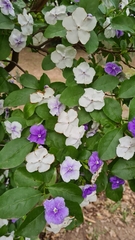 Brunfelsia australis