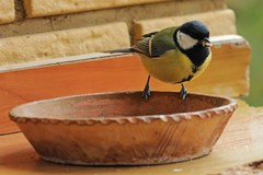 Parus major