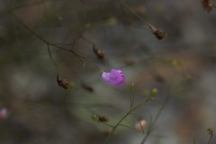 Agalinis setacea