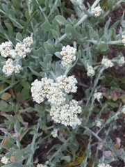Helichrysum crispum