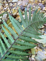 Dryopteris filix-mas
