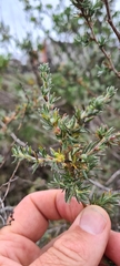 Cliffortia ericifolia