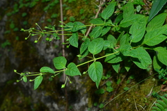 Scrophularia yoshimurae