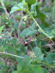 Medicago