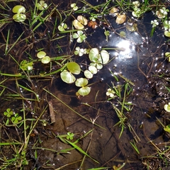 Regnellidium diphyllum