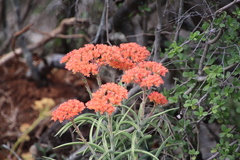 Crassula perfoliata coccinea