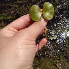 Regnellidium diphyllum