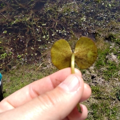 Regnellidium diphyllum