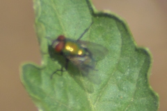 Lucilia