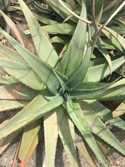 Aloe