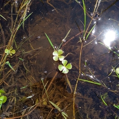 Marsilea ancylopoda